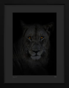 Lion dans la nuit